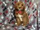 Cavapoo Puppies for sale in Lakeland, Florida. price: $995