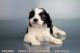 Cavapoo Puppies for sale in Oceanside, CA, USA. price: NA