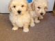 Cavapoo Puppies for sale in New York, NY, USA. price: NA