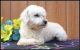 Cavapoo Puppies for sale in Falmouth, MI 49632, USA. price: NA