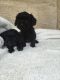 Cavapoo Puppies for sale in Boyd, MT 59070, USA. price: NA