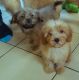 Cavapoo Puppies for sale in Brownsville, TX, USA. price: NA