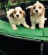 Cavapoo Puppies