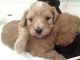 Cavapoo Puppies for sale in Kansas, USA. price: NA
