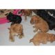 Cavapoo Puppies for sale in Honolulu, HI, USA. price: NA