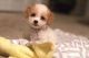 Cavapoo Puppies for sale in Acampo, CA 95220, USA. price: NA
