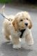 Cavapoo Puppies for sale in Boise, ID, USA. price: $500