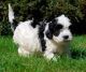 Cavapoo Puppies for sale in Beaver Creek, CO 81620, USA. price: NA