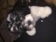 Cavapoo Puppies for sale in Chula Vista, CA, USA. price: NA