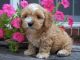 Cavapoo Puppies for sale in Beaumont, TX, USA. price: NA