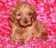 Cavapoo Puppies for sale in Portland, OR, USA. price: $450