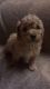 Cavapoo Puppies for sale in Berkeley, CA, USA. price: NA