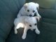 Cavapoo Puppies for sale in Berkeley, CA, USA. price: NA