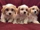 Cavapoo Puppies for sale in Montgomery, AL, USA. price: NA