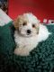 Cavapoo Puppies for sale in Carlsbad, CA, USA. price: NA