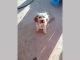 Cavapoo Puppies for sale in Austin, TX, USA. price: NA