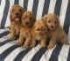 Cavapoo Puppies for sale in Minneapolis, MN, USA. price: NA