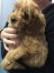 Cavapoo Puppies for sale in Downey, CA, USA. price: NA