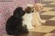 Cavapoo Puppies for sale in Modesto, CA, USA. price: NA