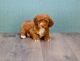 Cavapoo Puppies for sale in Baywood-Los Osos, CA 93402, USA. price: NA