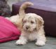 Cavapoo Puppies for sale in TX-121, Blue Ridge, TX 75424, USA. price: NA