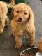 Cavapoo Puppies for sale in Waco, TX, USA. price: NA