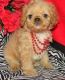 Cavapoo Puppies for sale in San Francisco, CA, USA. price: $500