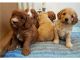 Cavapoo Puppies for sale in Mobile, AL, USA. price: $500