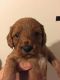 Cavapoo Puppies for sale in Florida City, FL, USA. price: NA