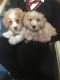 Cavapoo Puppies for sale in Dublin, OH, USA. price: NA