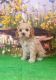 Cavapoo Puppies for sale in Kentucky Dam, Gilbertsville, KY 42044, USA. price: NA
