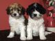 Cavapoo Puppies for sale in Philadelphia, PA, USA. price: $450