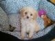 Cavapoo Puppies for sale in Brooklyn, MS 39425, USA. price: NA