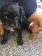 Cavapoo Puppies for sale in El Paso, TX, USA. price: NA