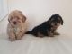 Cavapoo Puppies for sale in Ghent, NY, USA. price: NA