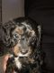 Cavapoo Puppies for sale in Jersey City, NJ, USA. price: NA