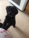 Cavapoo Puppies for sale in Crestwood, KY 40014, USA. price: NA