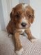 Cavapoo Puppies for sale in Crestwood, KY 40014, USA. price: NA
