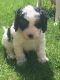 Cavapoo Puppies for sale in Rectortown, VA 20115, USA. price: NA