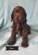 Cavapoo Puppies for sale in Pocatello, ID, USA. price: $500