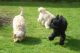 Cavapoo Puppies for sale in Springfield, IL, USA. price: NA