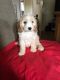 Cavapoo Puppies for sale in White Hall, AR 71602, USA. price: NA