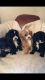 Cavapoo Puppies for sale in Bountiful, UT 84010, USA. price: NA