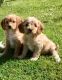 Cavapoo Puppies for sale in Michigan Ave, Inkster, MI 48141, USA. price: NA