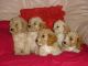 Cavapoo Puppies for sale in St Paul, MN, USA. price: $600