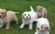 Cavapoo Puppies for sale in Michigan Ave, Inkster, MI 48141, USA. price: NA