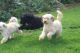 Cavapoo Puppies for sale in Olympia, WA, USA. price: $400