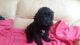 Cavapoo Puppies for sale in Airport Center Rd, Allentown, PA 18109, USA. price: NA