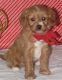 Cavapoo Puppies for sale in Mound, MN 55364, USA. price: $400