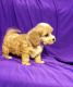 Cavapoo Puppies for sale in Bristol, ME, USA. price: $500